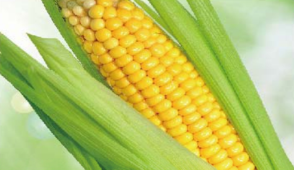 陶瓷膜應用：生物、醫(yī)藥行業(yè)